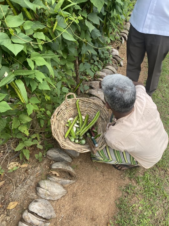 Gartenanlage Ayurvie Sigiriya - Ayurvedic Retreat by Thema Collection