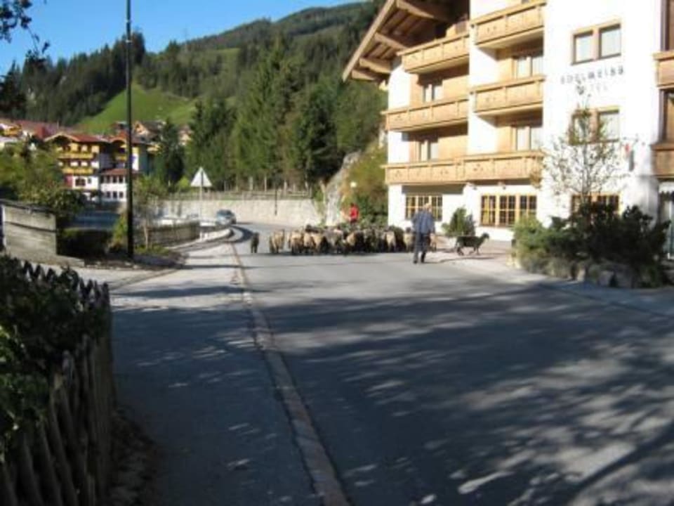 Almabtrieb Alpenherz Hotel
