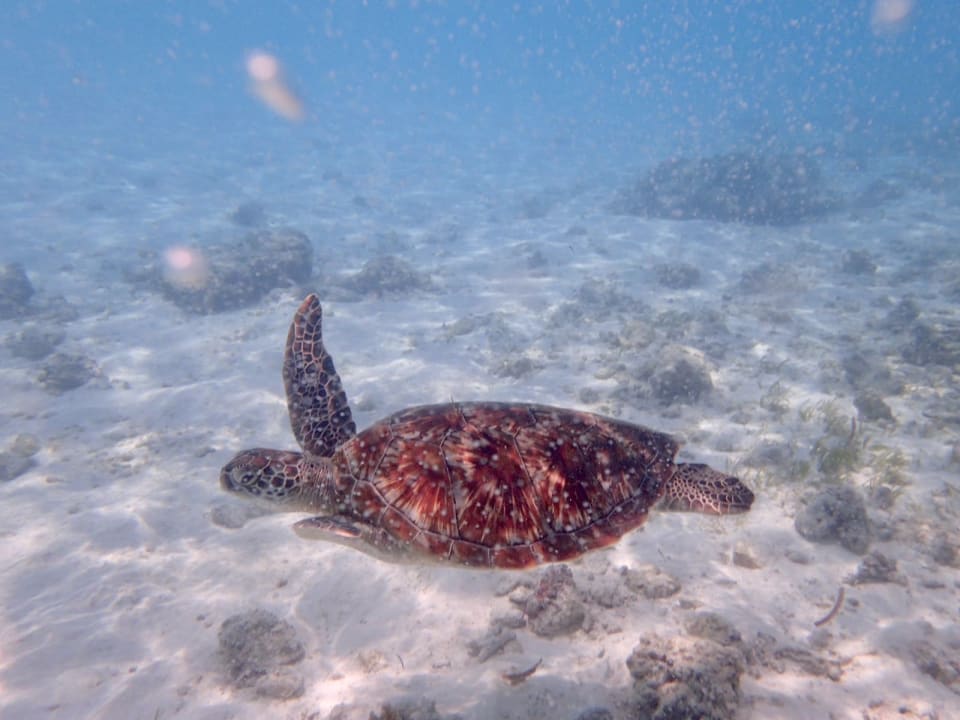 Sport & Freizeit Meeru Maldives Resort Island