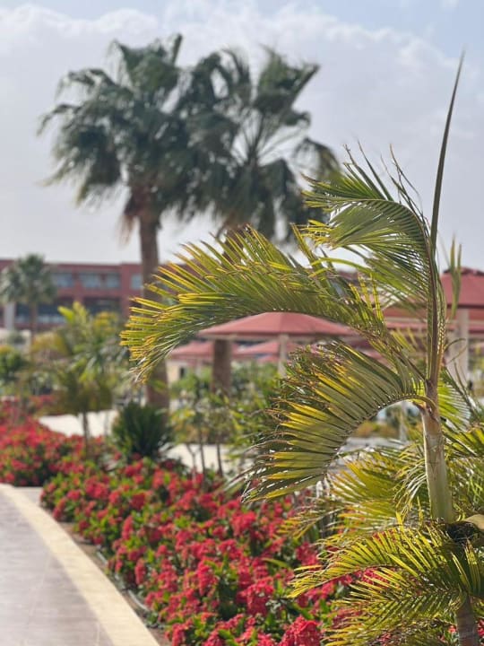 Gartenanlage Pickalbatros Laguna Vista Hotel