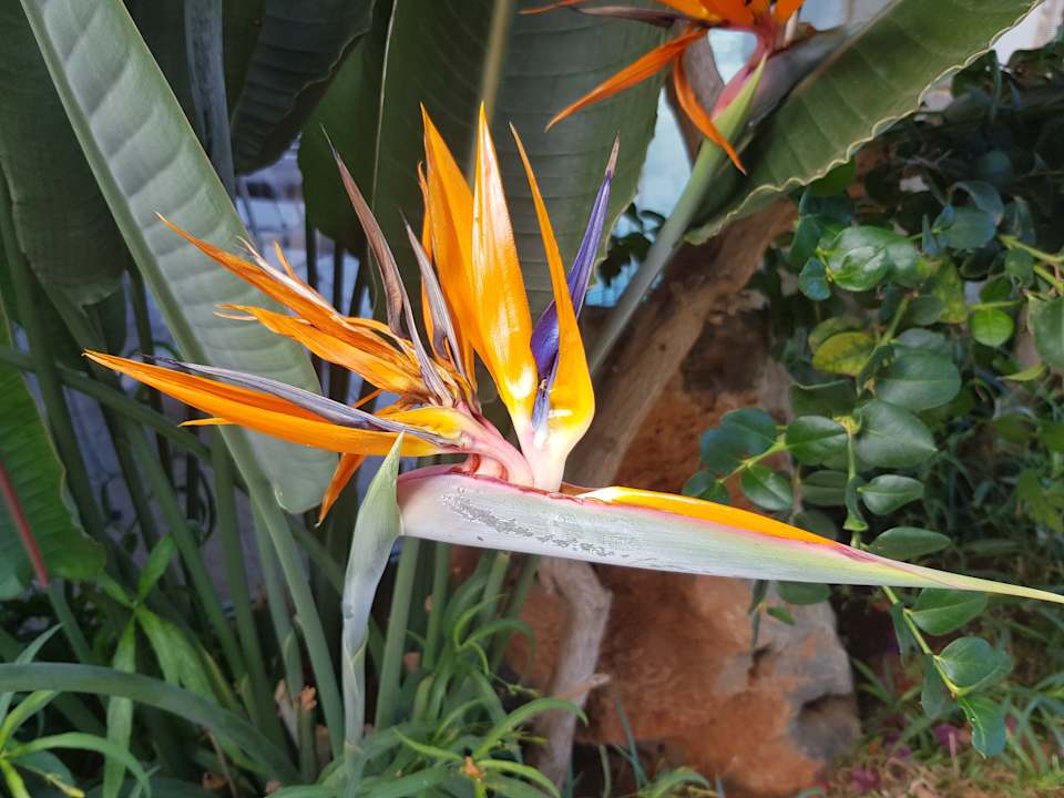 Gartenanlage Cactus Royal