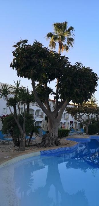 Pool Alcudia Garden Aparthotel
