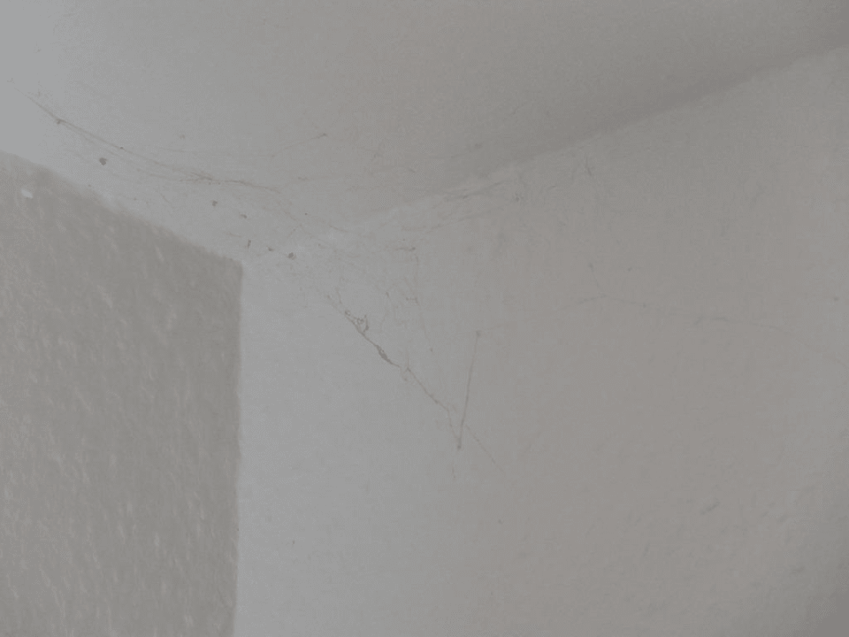 Spinnweben Hotel Zum Lamm