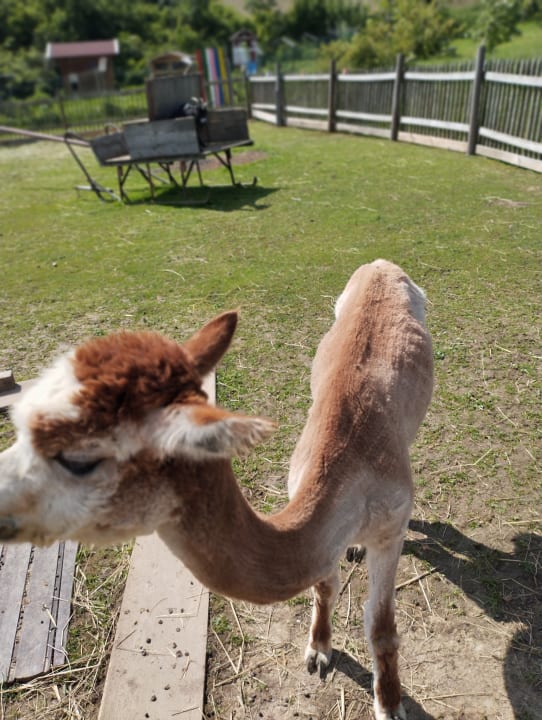 Sport & Freizeit Familotel Der Böhmerwald - Euer Familienhotel im Bayerischen Wald