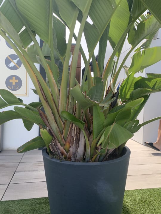 Gartenanlage Club Maspalomas Suites & SPA