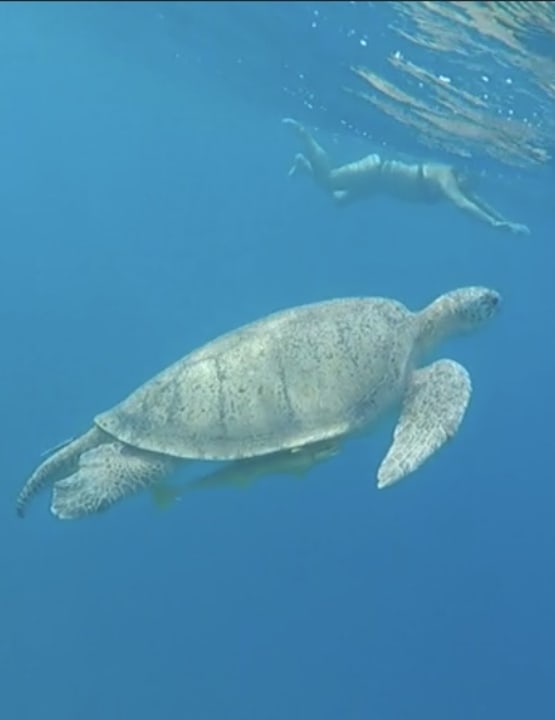 Strand Malikia Resort Abu Dabbab