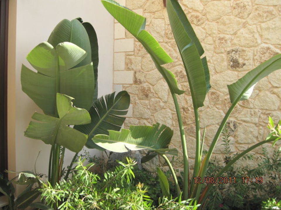 Wygląd hotelu Cactus Royal