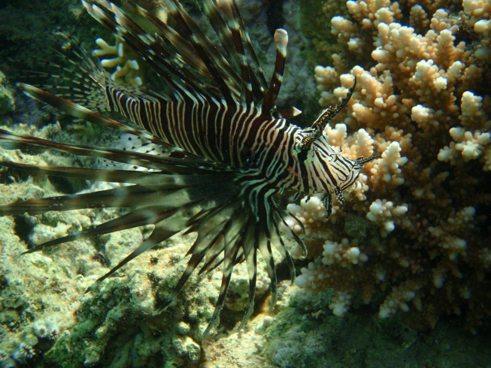 Strand Lahami Bay Beach Resort