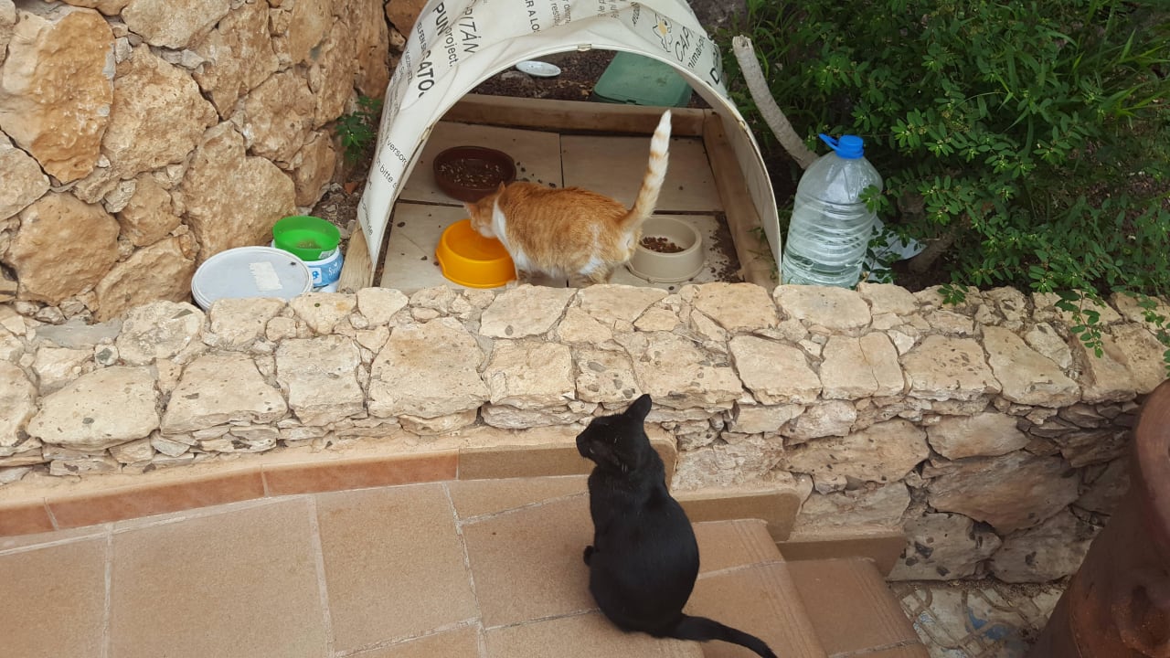 Futterplatz der süßen Hotelkatzen am Pool MUR Hotel Faro Jandia & Spa Fuerteventura
