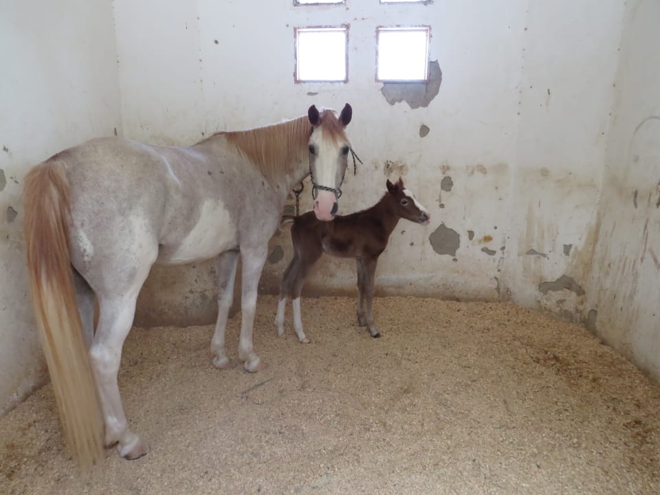 Sport & Freizeit Hotel Mercure Hurghada