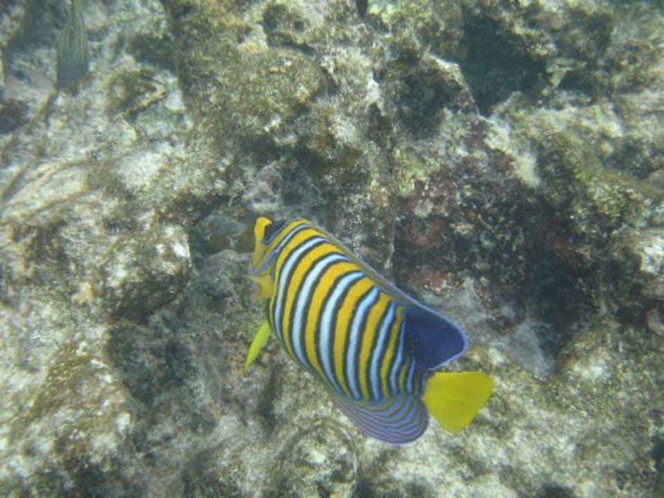 Unterwassaufnahme Kuramathi Maldives