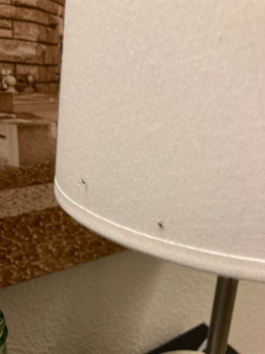 Zimmer Best Western Parkhotel Brehna - Halle