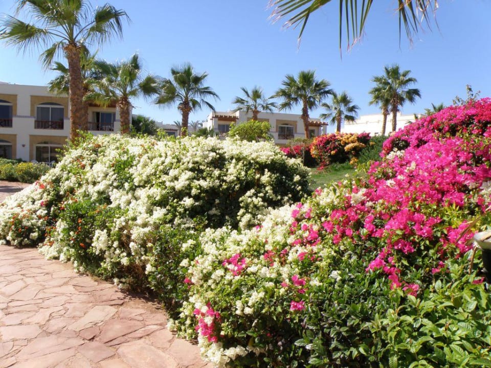 Ogród . Amphoras Blu