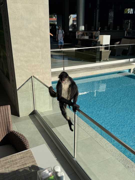 Gartenanlage Hotel Riu Playacar