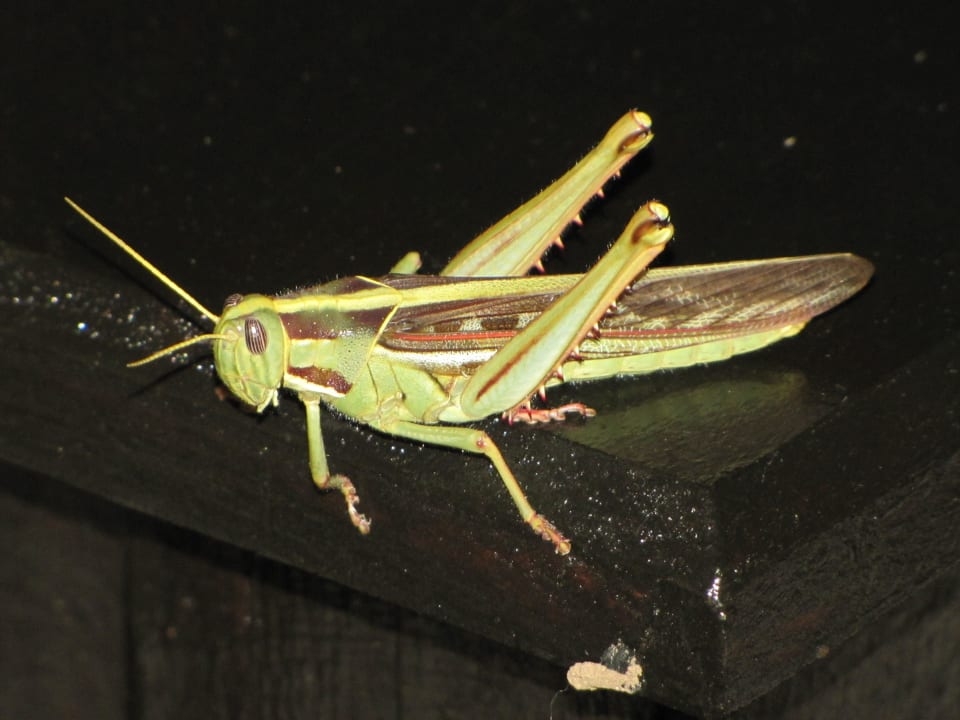 Heuschrecke in der Lodge Hotel Frans Indongo Lodge