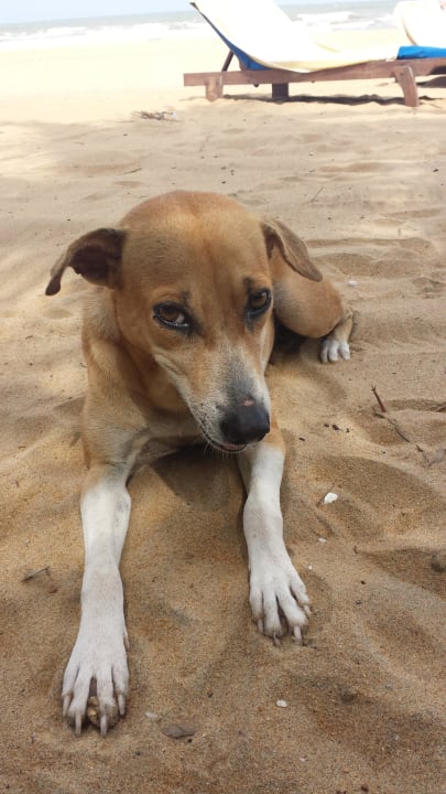 Zuzia Hotel Jetwing Sea