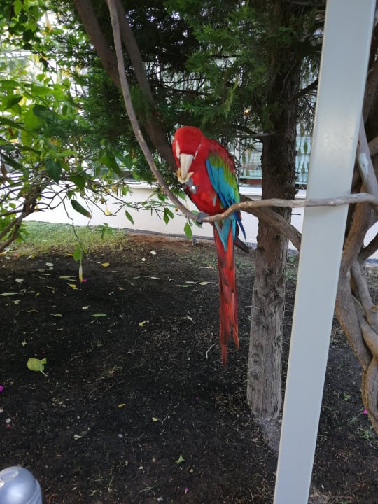 Gartenanlage Saturn Palace Resort Hotel