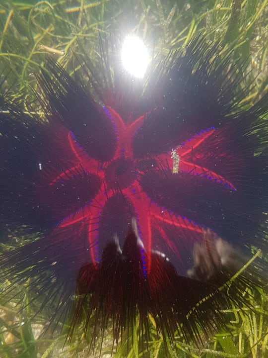 Sonstiges Neptune Village Beach Resort & Spa