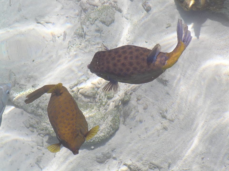 Домашний риф Meeru Maldives Resort Island