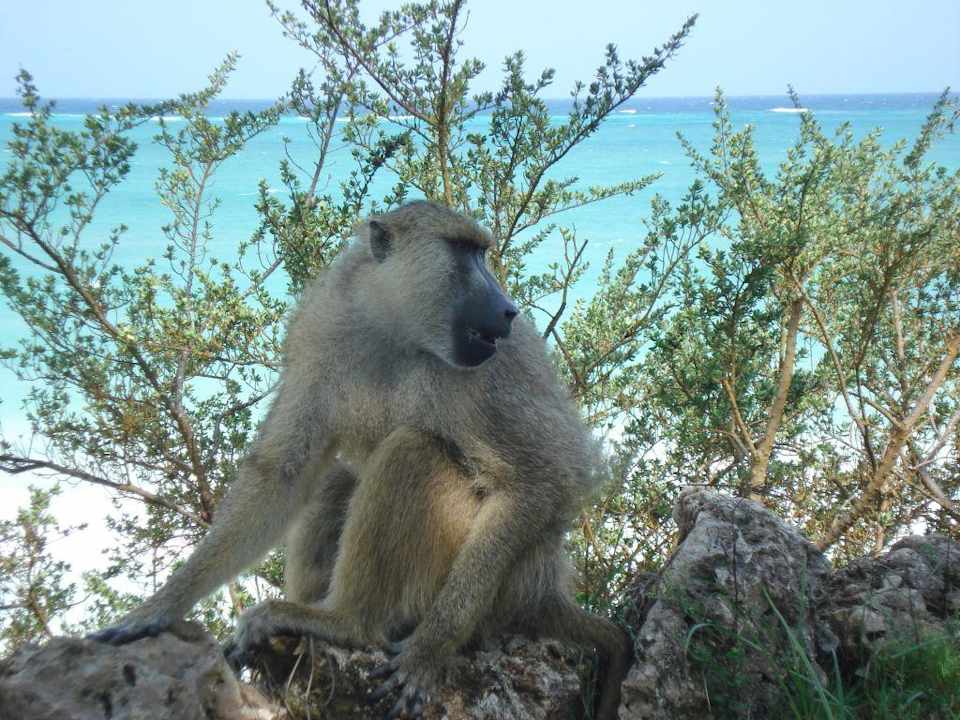 Ich bin der BOSS! Baobab Beach Resort & Spa