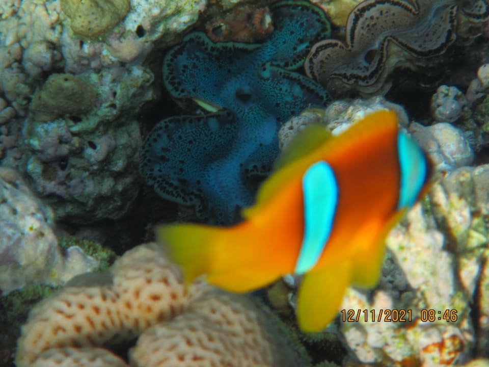 Sport & Freizeit Cleopatra Luxury Resort Makadi Bay