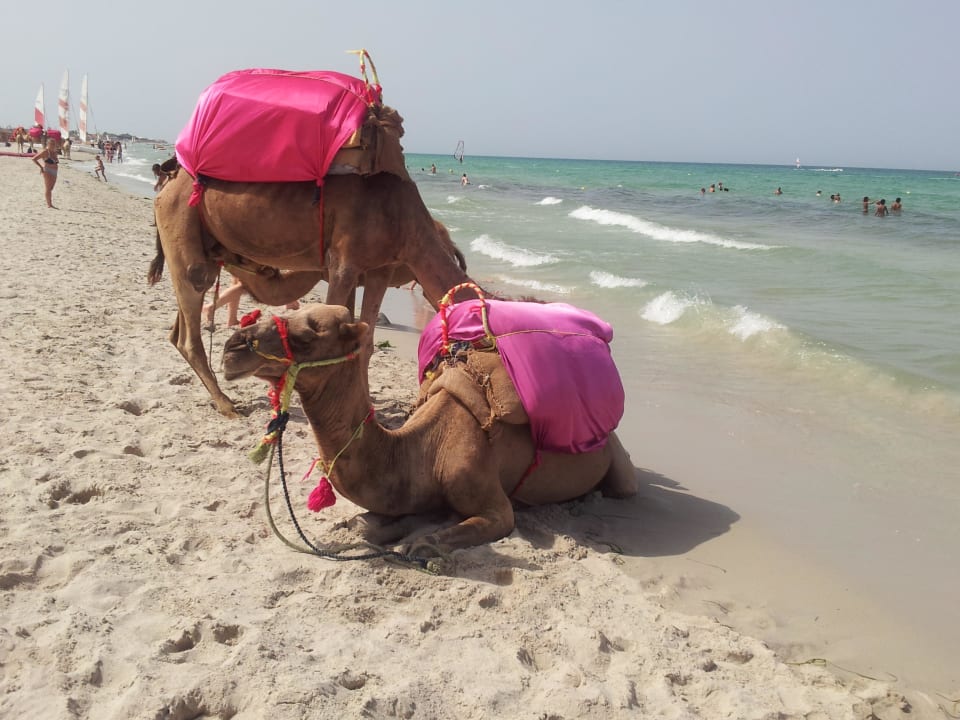 Kamele am Strand Hotel Djerba Resort