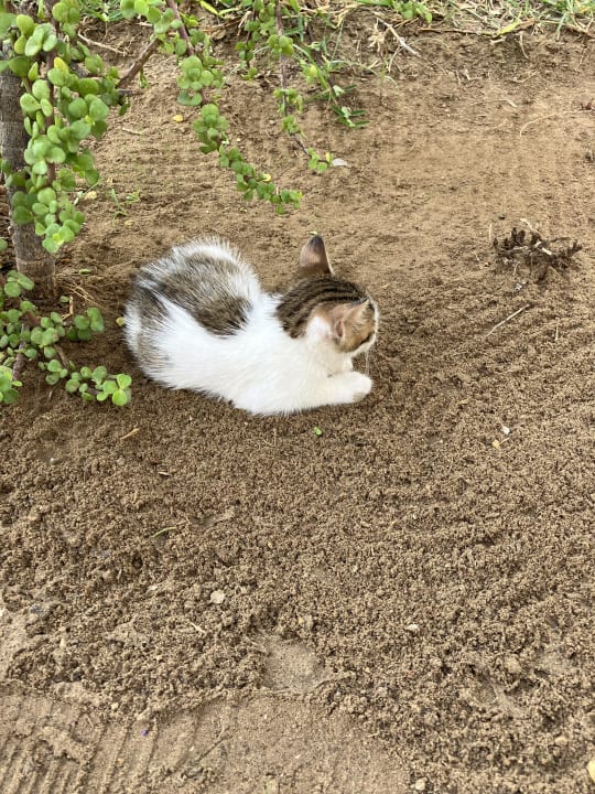 Gartenanlage Marhaba Royal Salem