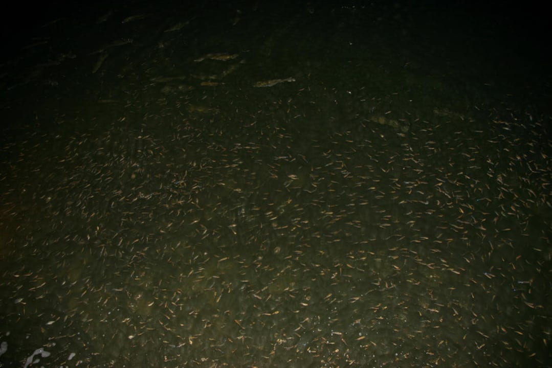 Fische in der Lagune Pickalbatros Dana Beach Resort - Hurghada