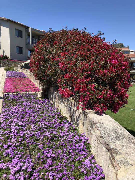 Gartenanlage Arum Barut Collection