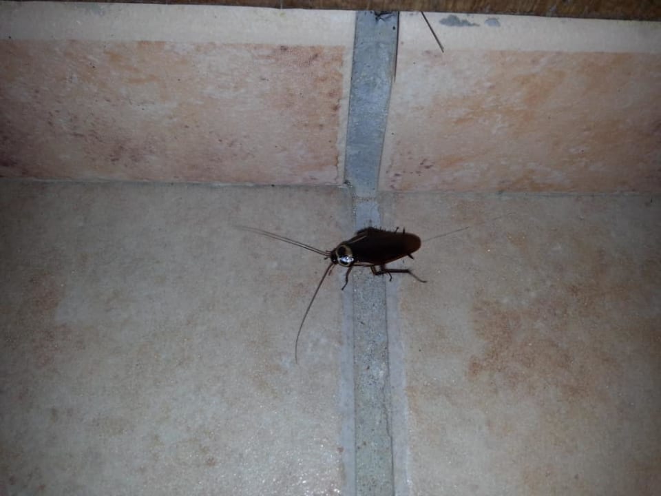 Karaluch SBH Club Paraiso Playa