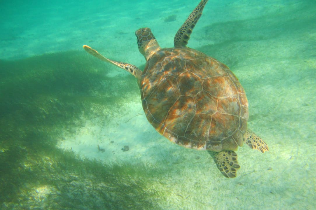 Sport & Freizeit Akumal Bay Beach & Wellness Resort