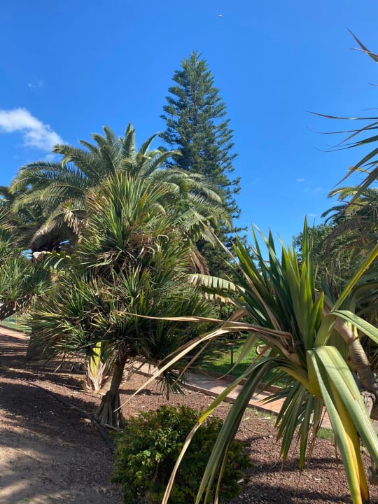 Gartenanlage Bull Costa Canaria & Spa - Adults only