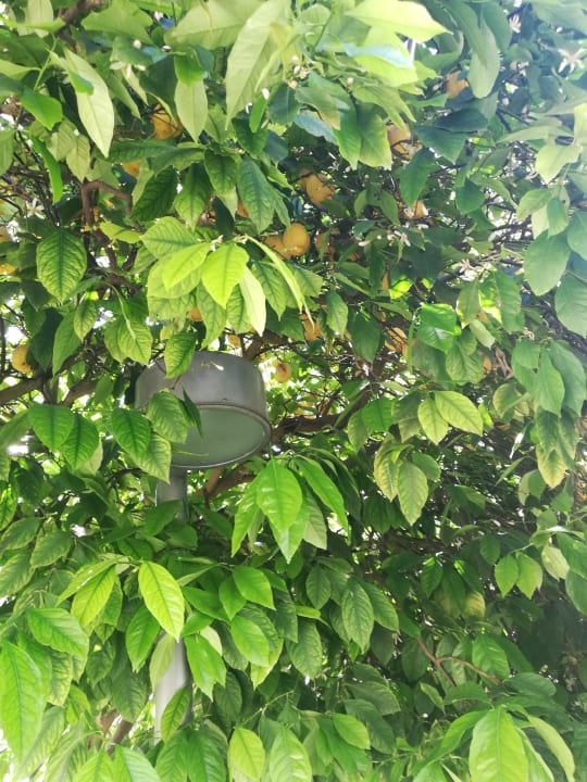 Gartenanlage Barut Hemera