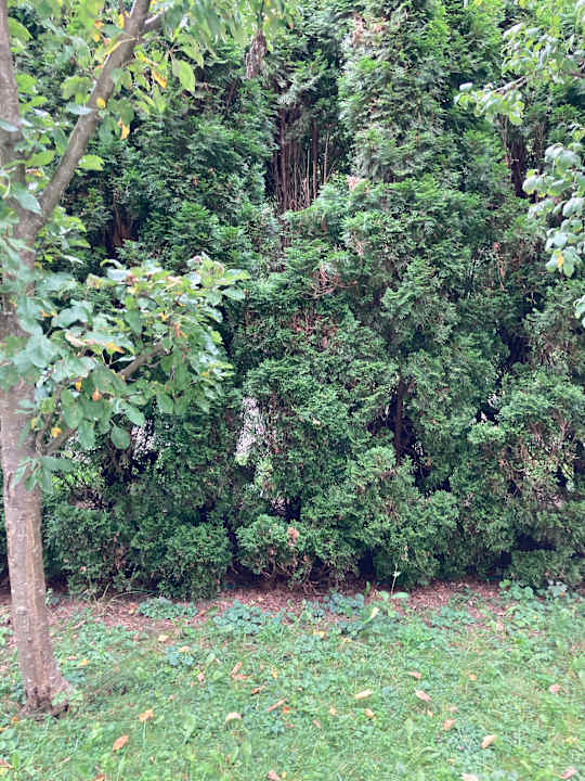 Gartenanlage Best Western Plus Hotel Erb