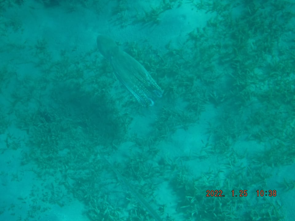 Strand Steigenberger Coraya Beach - Adults only