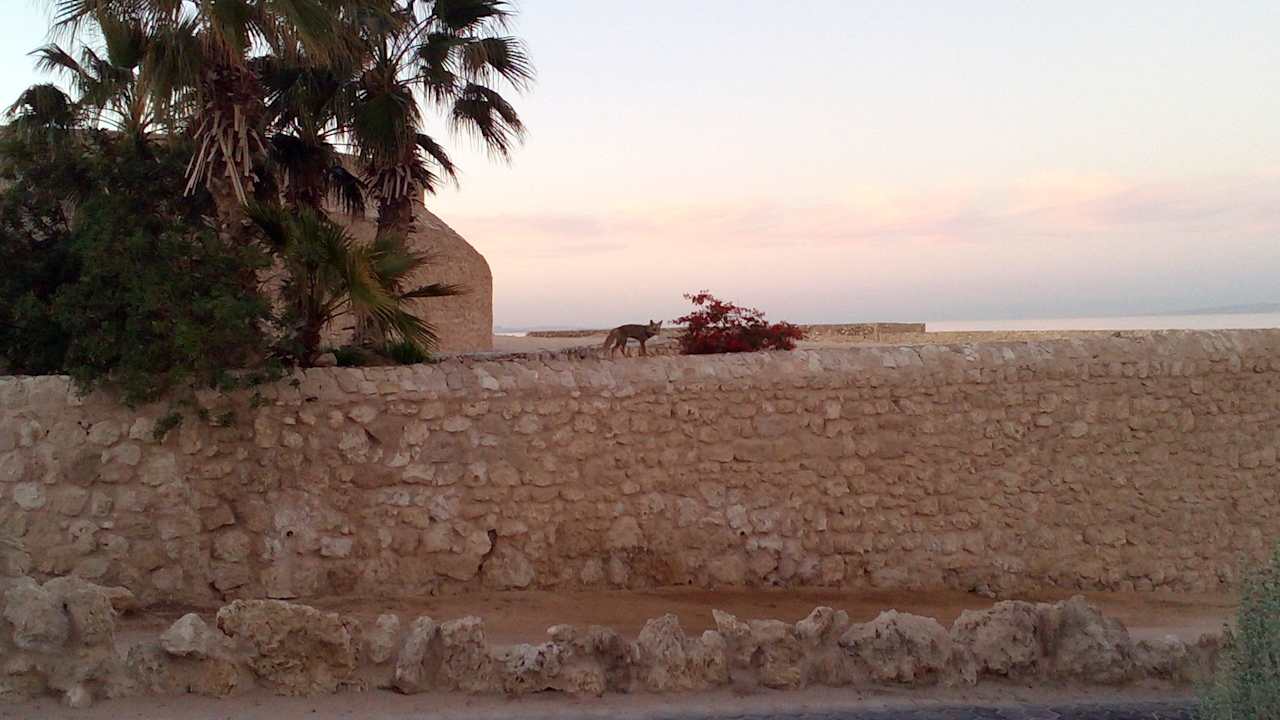 Abendlicher Besucher Pickalbatros Citadel Resort