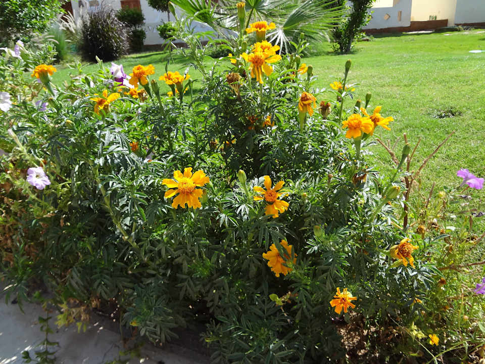 Бархатцы))) Regency Plaza Aqua Park & Spa