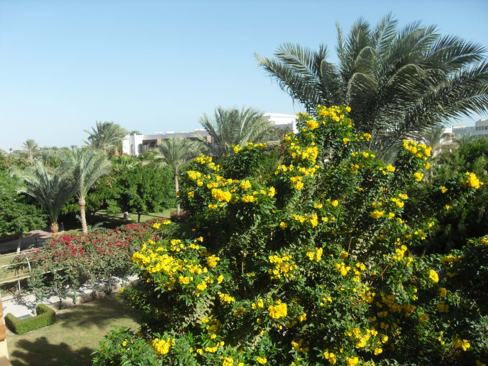 Ausblick Desert Rose