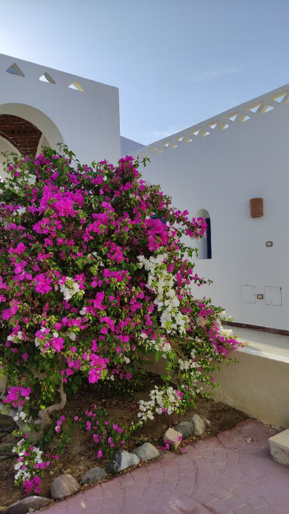 Gartenanlage Beach Safari Nubian Resort