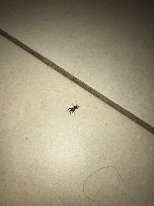 Zimmer HL Miraflor Suites Hotel