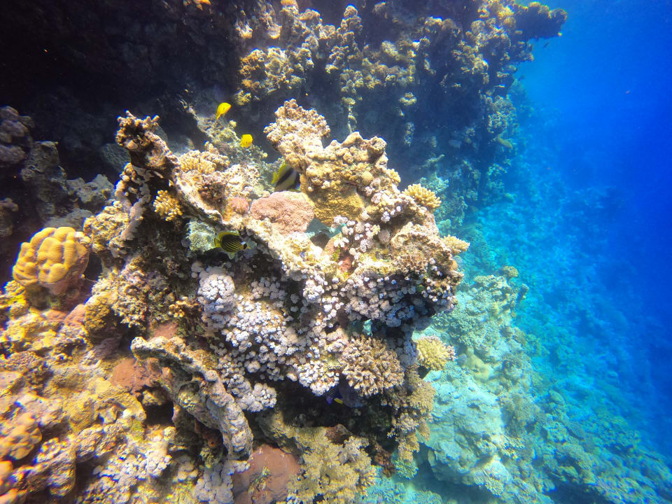 Strand Hotel Sheraton Soma Bay Resort