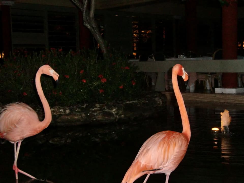 Flamingos bei Nacht Iberostar Waves Punta Cana