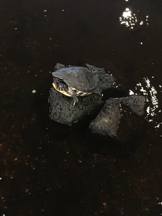 Lobby Hotel Grand Teguise Playa