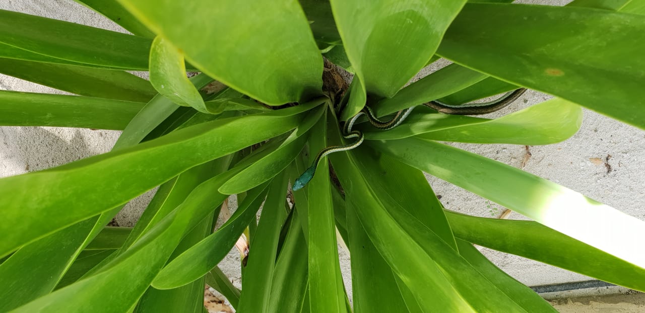 Gartenanlage Akumal Bay Beach & Wellness Resort