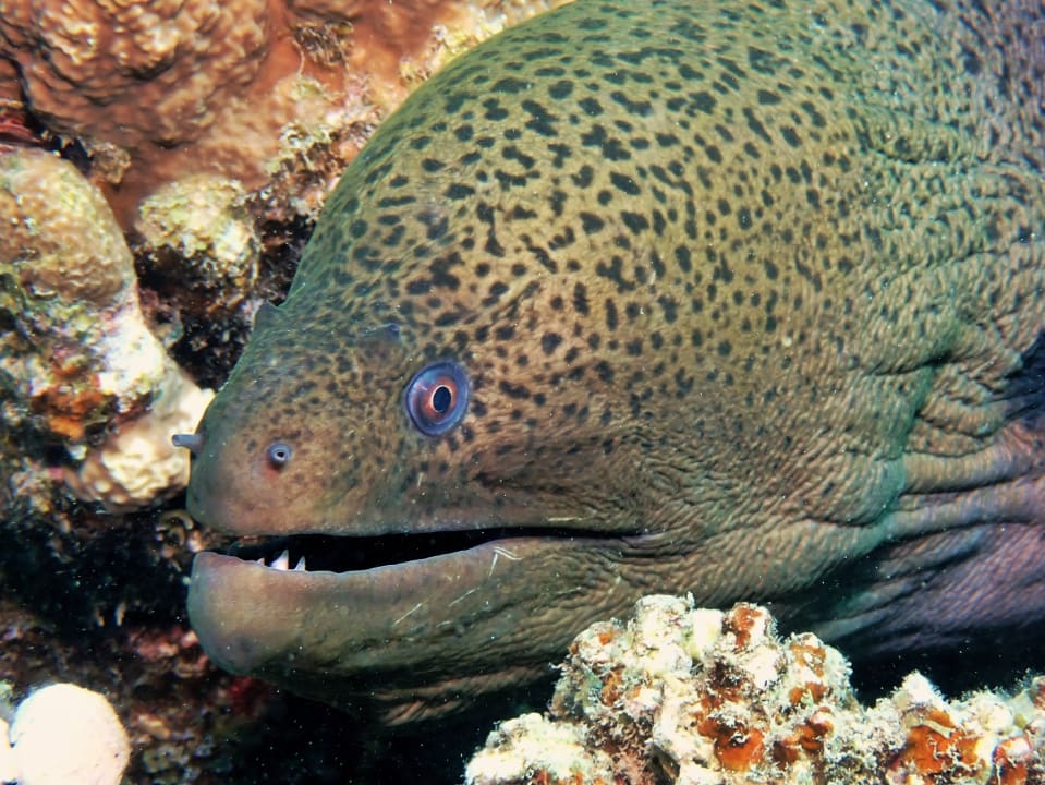 Sport & Freizeit Shams Alam Beach Resort