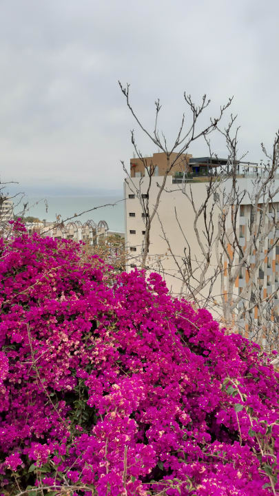 Ausblick BLUESEA Gran Cervantes