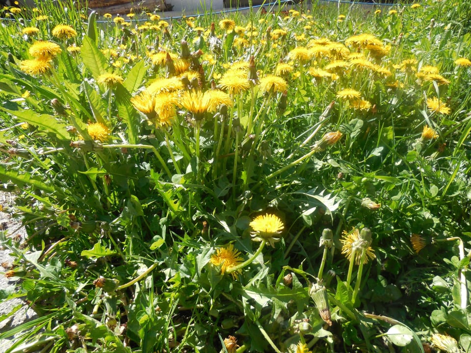 Frühlingserlebnisse Comfort-Farm Zittrauerhof