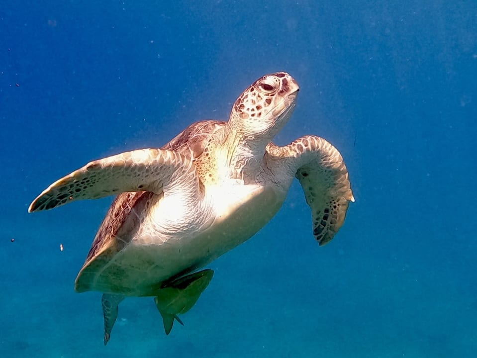 Strand Malikia Resort Abu Dabbab