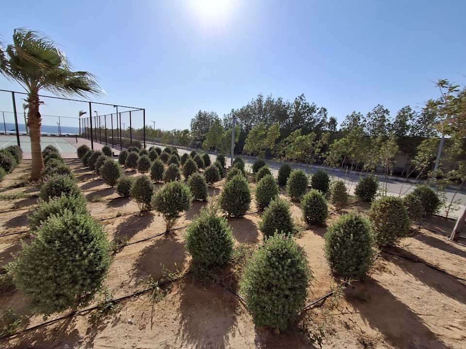 Gartenanlage Pickalbatros Sea World Resort - Marsa Alam