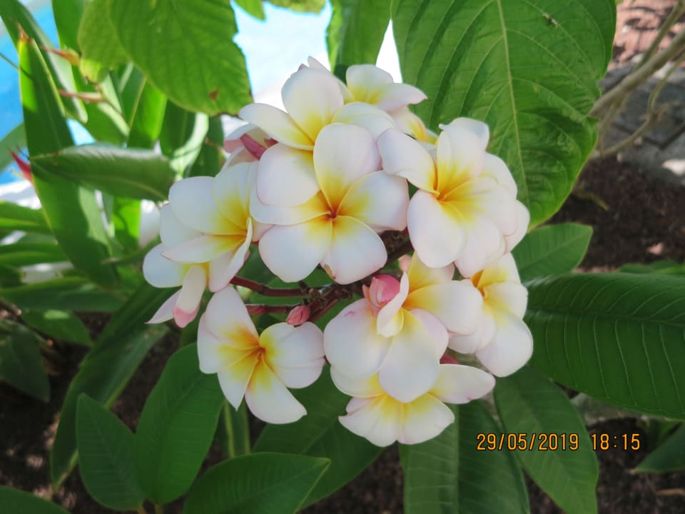 Sonstiges Lagos de Fañabé Beach Resort